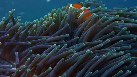 a playful little false clownfish (nemo fish) is looking out of its home in an anemone. Macro shot of this small little fish