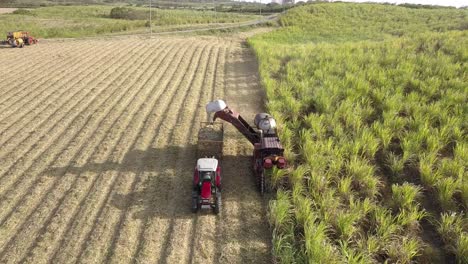 Agricultores-Bajan-Cosechando-Caña-De-Azúcar,-Toma-Aérea-Amplia