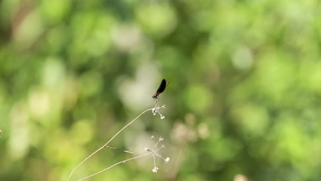 damselfly on tiny stem of flower flying away with blurred green nature in background