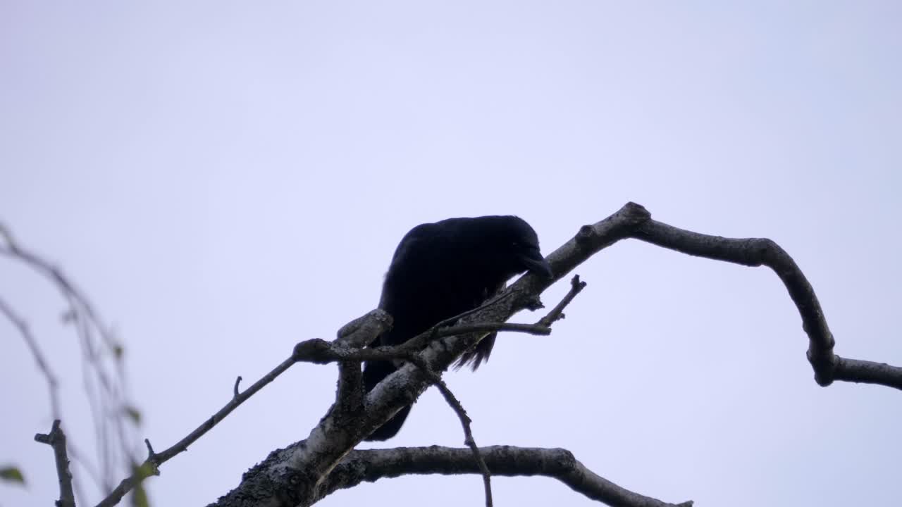 pájaro negro sentado en un árbol. fondo del cielo