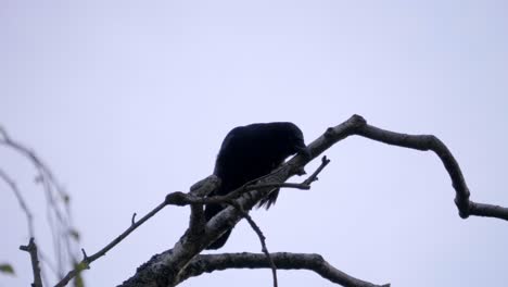 black bird sitting on a tree. sky background