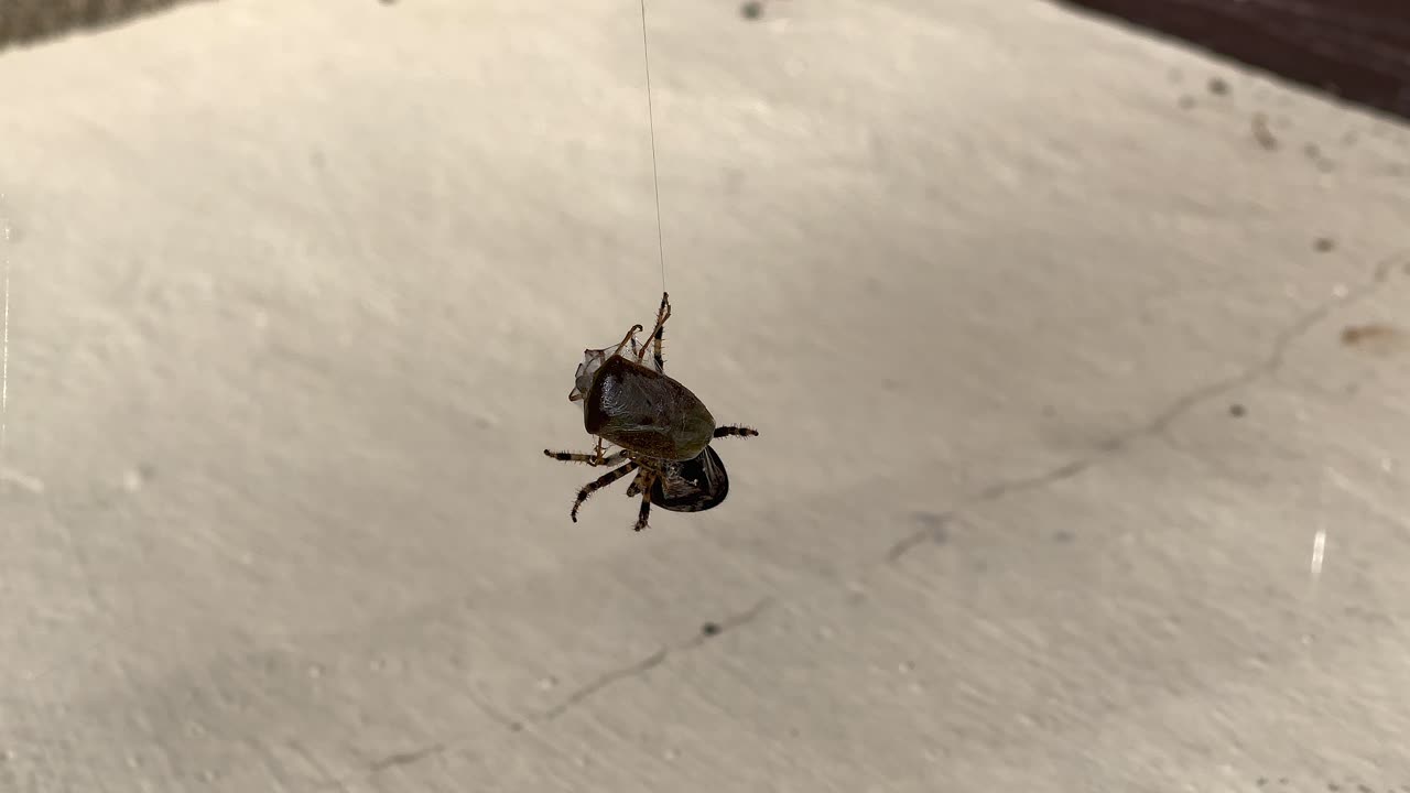 una araña despojada ha atrapado a su presa en su web y se está preparando para comérsela