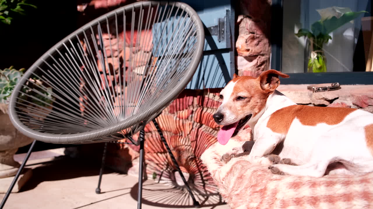 Panting small breed Jack Russell pet dog in warm sunrise on farmhouse veranda