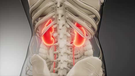 medically-accurate-illustration-of-the-kidneys