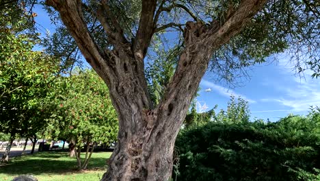 Der-Verdrehte-Und-Rissige-Stamm-Des-Alten,-Hundertjährigen-Olivenbaums,-Der-Durch-Den-Lauf-Der-Zeit-Beschädigt-Wurde-Und-In-Einen-öffentlichen-Garten-Umgepflanzt-Wurde,-Zeugt-Vom-Lauf-Der-Zeit,-Aufnahme-Schräg