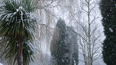 wide shot of heavy snow falls on a palm tree in winter