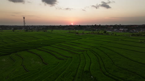 Hora-Dorada-Sobre-Campos-De-Arroz,-La-Naturaleza-Se-Transforma-En-Un-Paisaje-Tranquilo