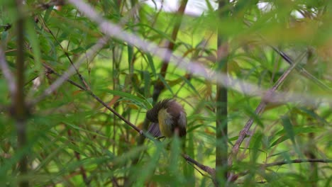 una hermosa hembra de pájaro sol que se alza en la rama de un árbol de bambú, abultando su plumaje mientras se limpia, se limpia y limpia sus plumas de las alas, tomada de cerca