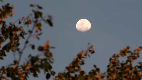 Luna-Gibosa-Creciente-Vista-A-Través-De-Las-Ramas-De-Un-álamo-Plateado-Movida-Por-El-Viento