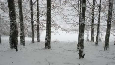 Nieve-Cayendo-Silenciosamente-Dentro-De-Un-Bosque-De-árboles-Paisaje-Invernal-Sereno-Blanco-4k