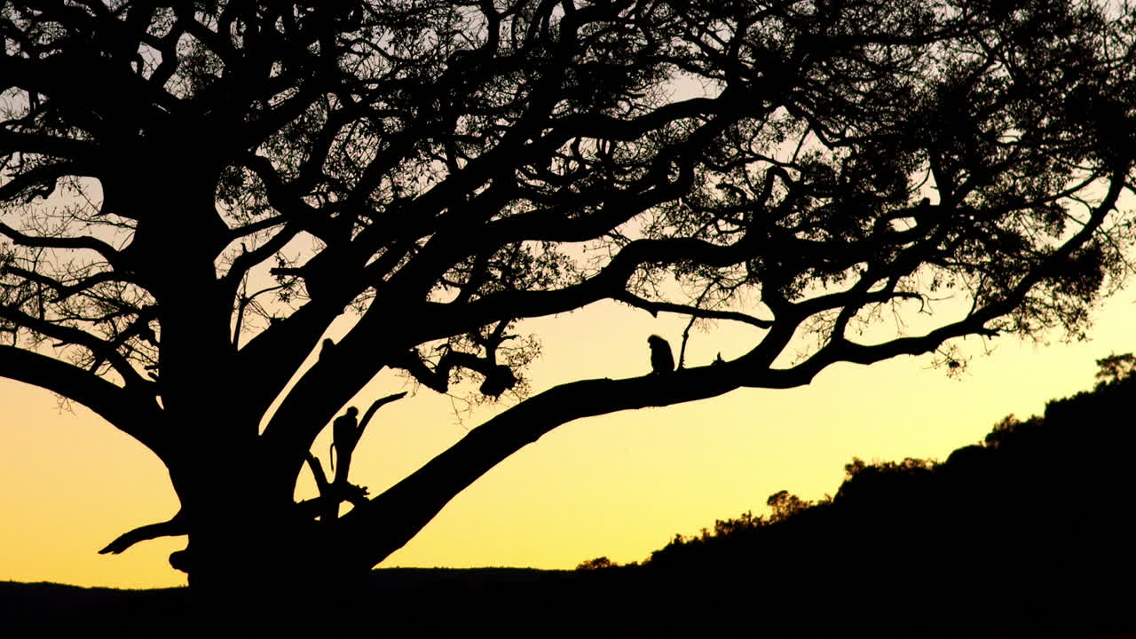 Funny video as baby baboon falls from old tree in silhouette at sunset, slomo