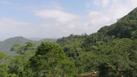 Aerial-view-of-the-trees-on-the-mountain