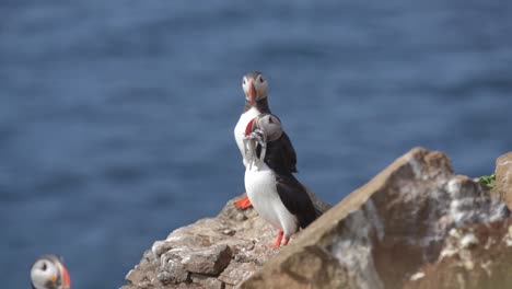 Frailecillo-En-Un-Acantilado-Rocoso-En-Islandia-Con-Muchos-Peces-Pequeños-En-El-Pico