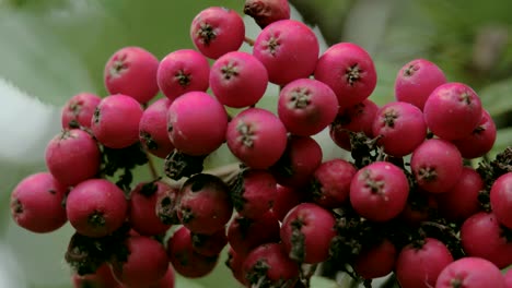 close up look of the bottom of the european rowan fruit