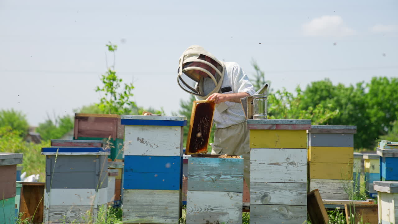 Calm industrious beekeeper working in his bee farm. Apiarist gathering useful propolis from frames using metal tool. Angry irritated bees flying around.