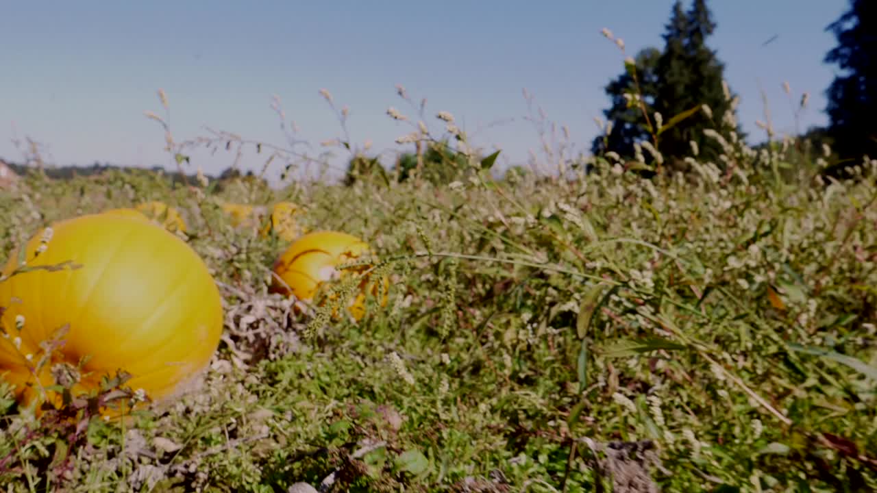 화창한 날과 푸른 하늘 동안 노란 호박이 자라는 들판을 통해 돌리 포워드 샷, 클로즈업