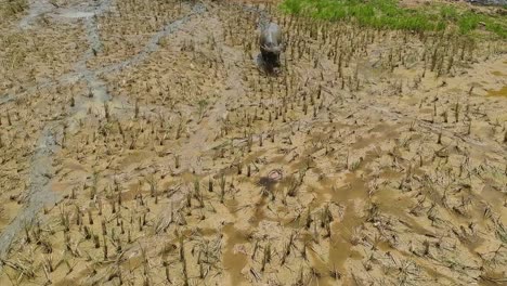 Luftaufnahme-Eines-Schlammigen-Wasserbüffels,-Der-Durch-Den-Schlamm-Eines-Reisfeldes-In-Asien-Läuft