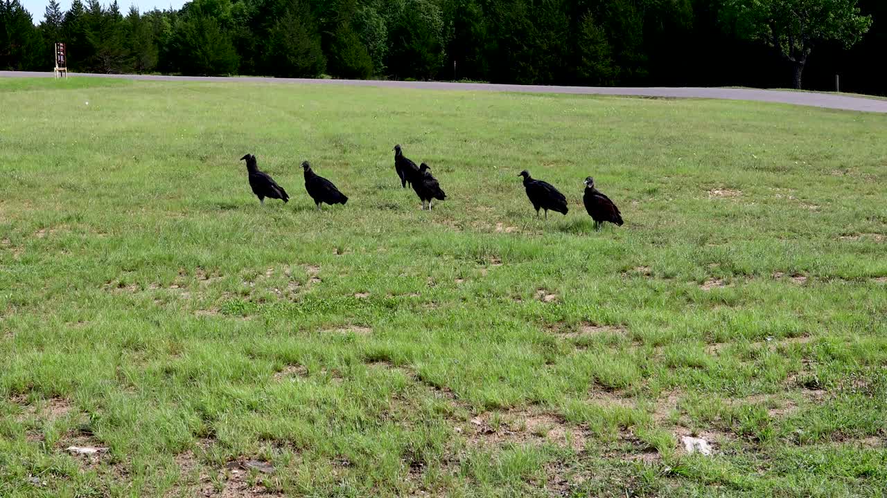 Static video of several Black Vultures near the Denison Dam on Oklahoma side