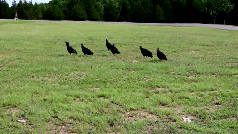 static video of several black vultures near the denison dam on oklahoma side