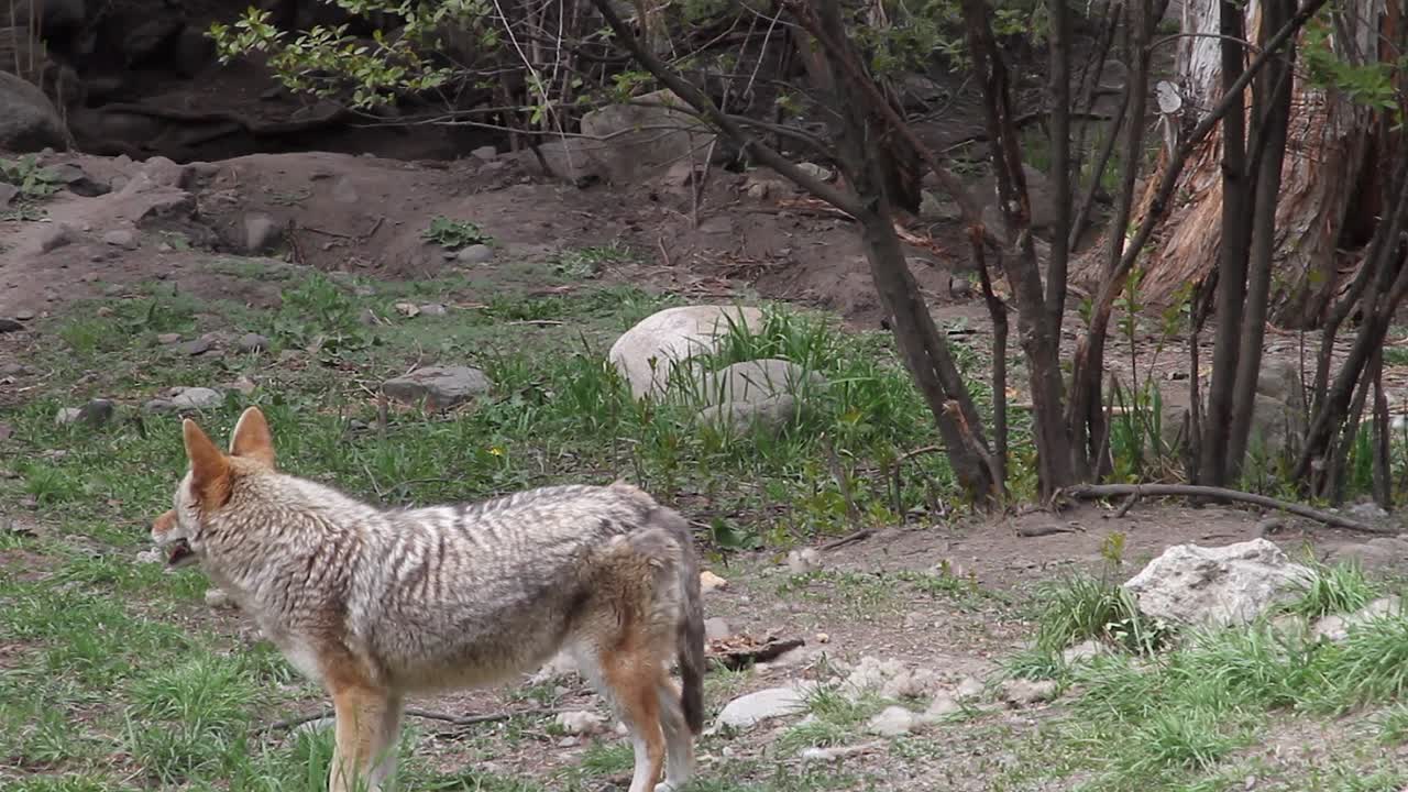 Colourful Canadian coyote adult poses and walks near hiking trail