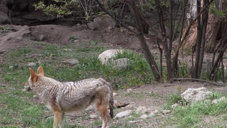 Colourful-Canadian-coyote-adult-poses-and-walks-near-hiking-trail