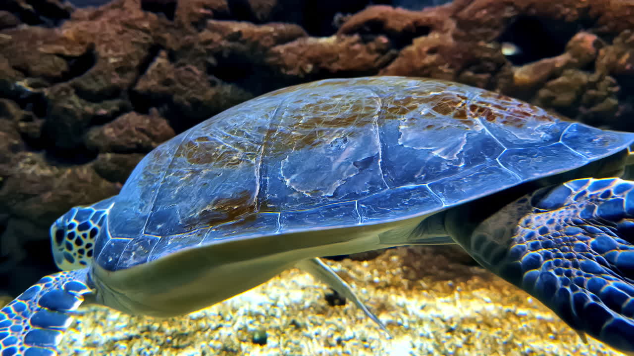 Green sea turtle swimming in the Aegean