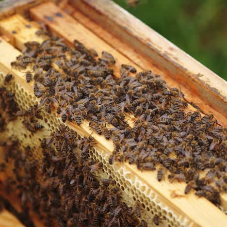 busy bees working in a hive. wooden beehive inside. many honey bees crawling and packing organic honey on frames. close-up