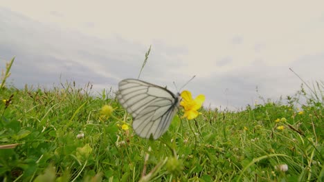 white butterfly on a yellow flower in a meadow