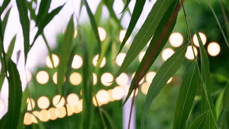 beautiful background with green foliage in sunset time against the backdrop of lanterns