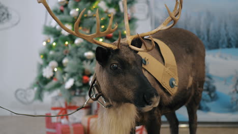 reindeer near the christmas tree