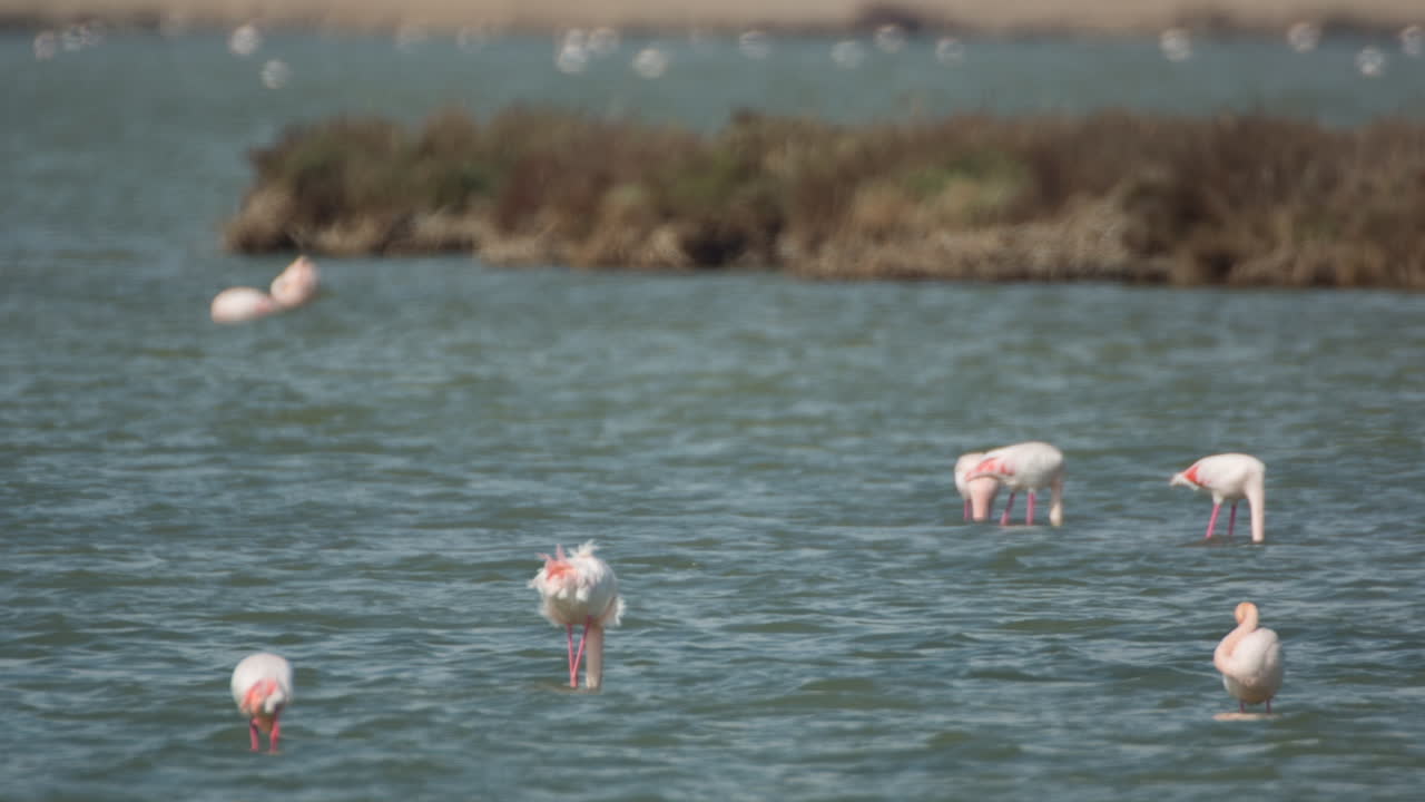 델타 플라밍고 02