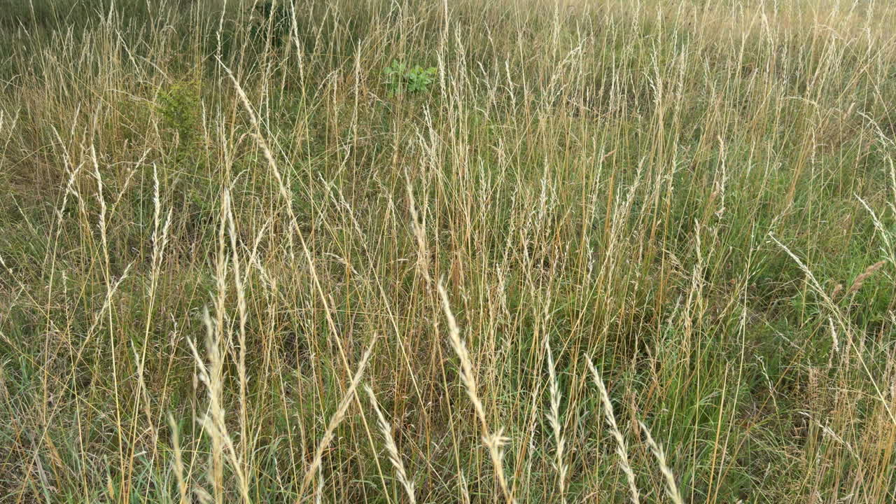 Summer grasses blowing in a strong wind, Worcestershire, England