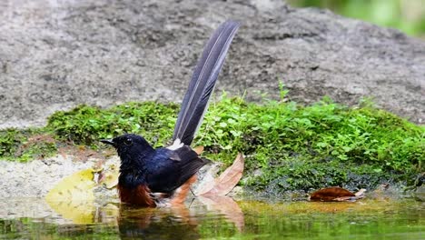 shama de rabadilla blanca bañándose en el bosque durante un día caluroso, copsychus malabaricus, en cámara lenta