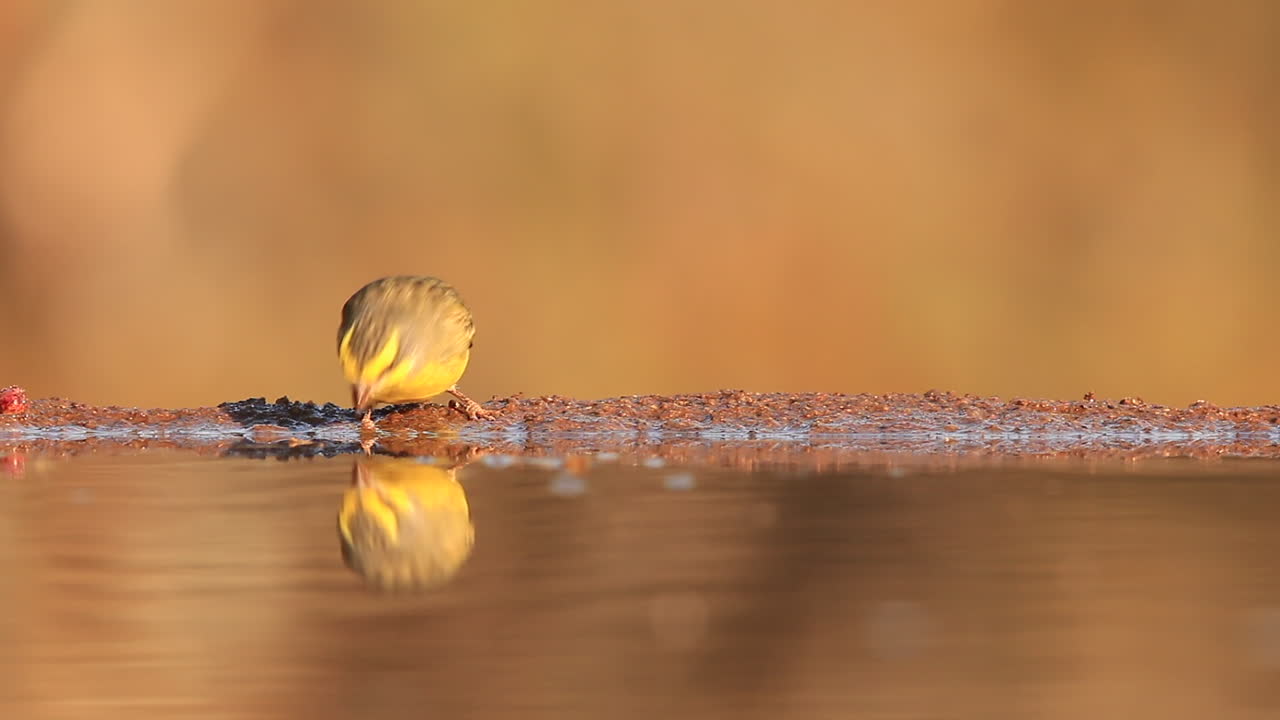 una vista desde un escondite fotográfico mhkombe hundido en la reserva de caza privada de zimanga en un día de verano de pájaros alimentándose y bebiendo como este canario de frente amarilla
