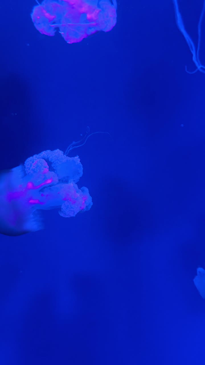 Molte meduse galleggiano nell'acqua blu profonda dell'acquario. Diverse meduse con lunghi tentacoli nuotano nell'acqua blu scura sotto l'illuminazione artificiale.