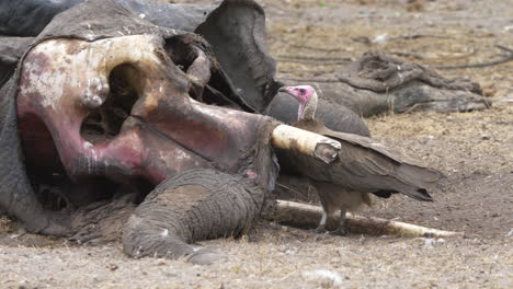 long shot of a vulture picking meat out of a dead elephant skull