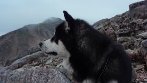 Alaskan-Malamute-Auf-Dem-Berg-Mit-Wanderbesitzer,-Der-Im-Hintergrund-Erkundet