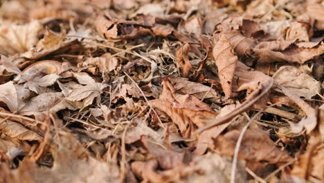 dried falling leaves on a forest during sunny autumn day