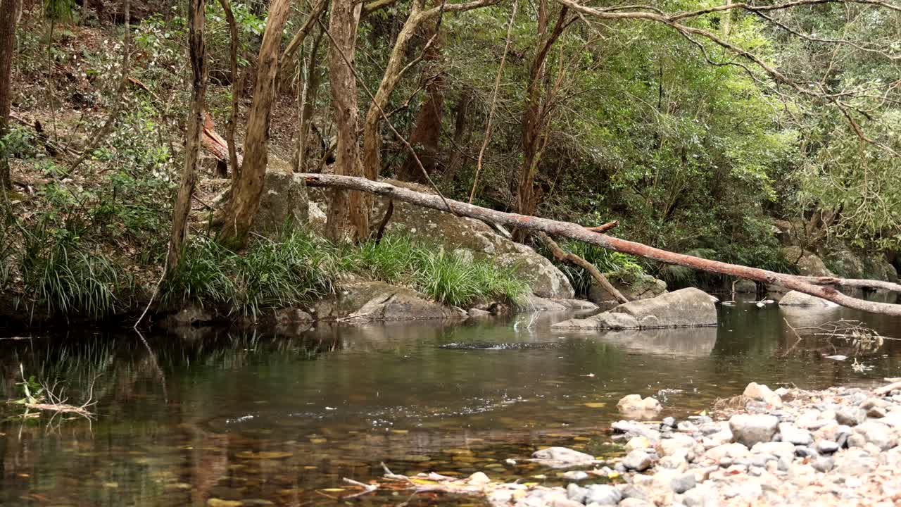 Calm river flow through a serene forest