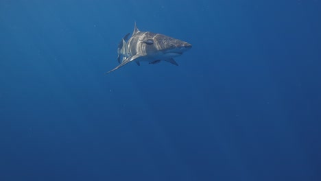 el tiburón limón emergiendo del azul del océano con los rayos del sol ondulantes