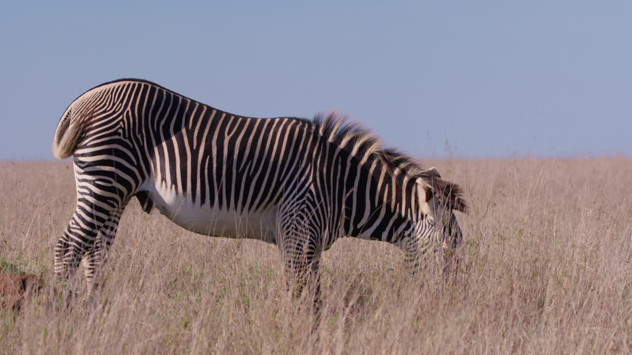 Grevy's Zebra grazing in savannah in midday