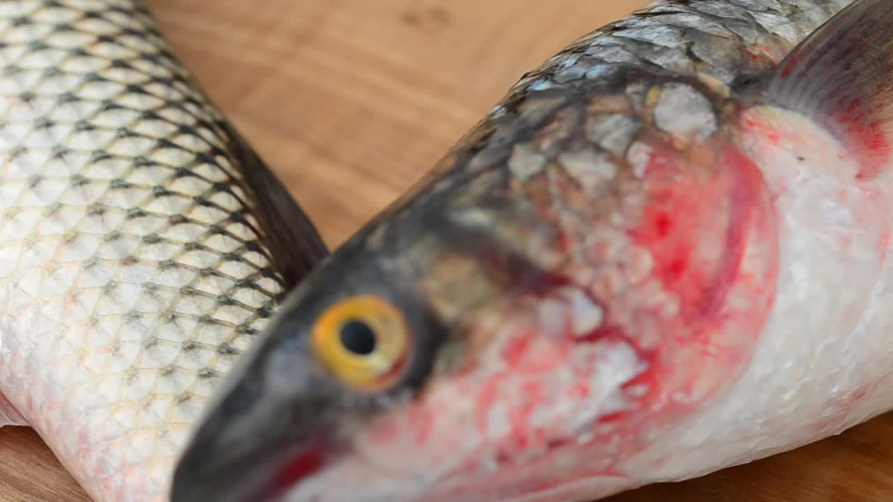 Pelengas-Fisch. Liza haematocheilus. Bewegungsaufnahme