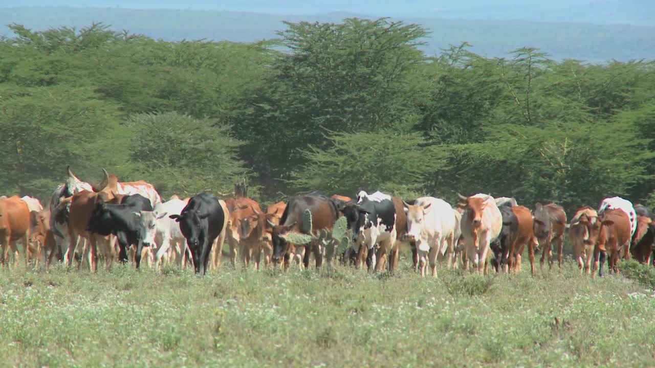 케냐에서 소를 몰고 있는 마사이족