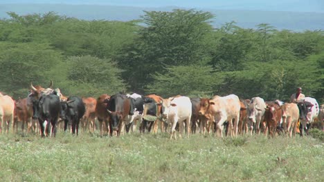 masai tribesman herd their cattle in kenya