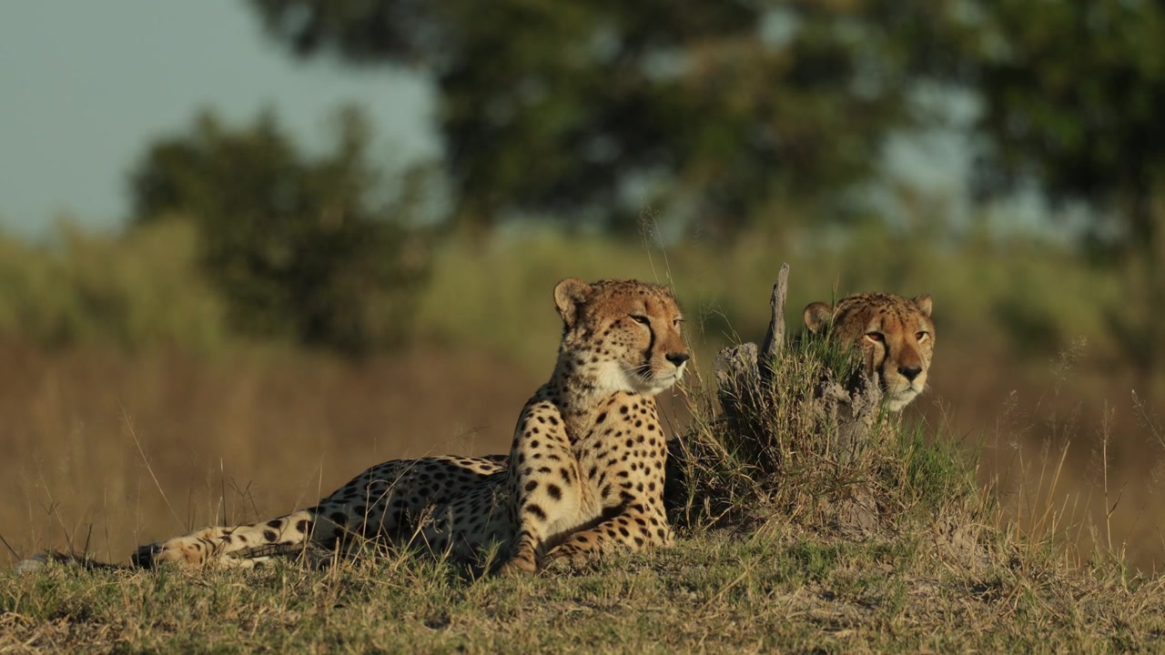 Two cheetahs rest together atop a small termite mound in the African savanna of Botswana in golden morning light while scanning their surroundings.