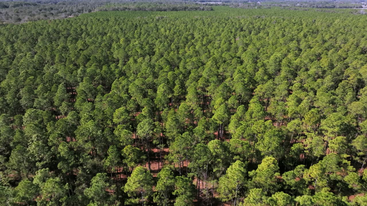 Luftoptagelse med drone af et fremadrettet perspektiv over de store og frodige Florida Pine Flatwoods. Stockoptagelserne viser en uendelig baldakin af levende grønne fyrretræer.