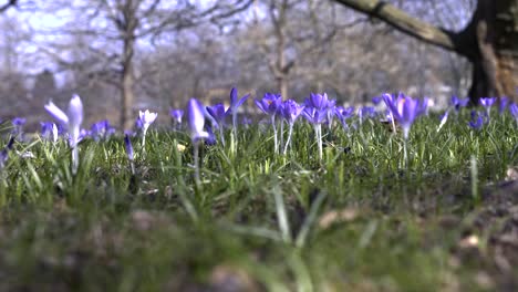 Purple-crocus-growing-outside