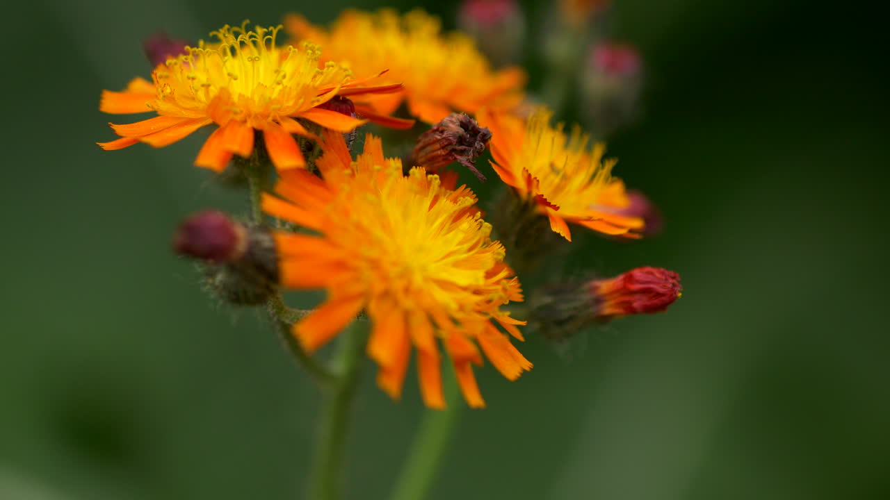 Tight shot of vivid orange hawkweed flowers (Hieracium aurantiacum), also known as fox-and-cubs, growing in a restored wildflower meadow in northern England.