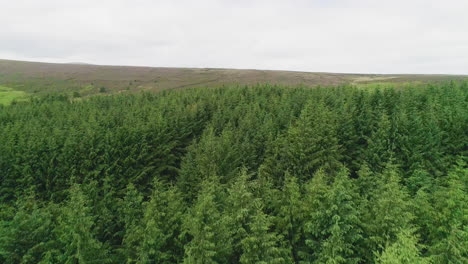 Rising-aerial-view-through-dense-larch-forest-reveals-emerald-green-mountains-of-Glencree-Ireland