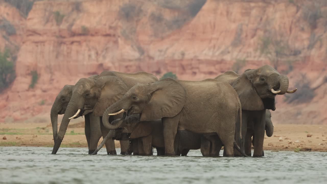 Wide shot of a herd of African elephants standing in the river drinking with the Chilojo cliffs in the background, Zimbabwe.